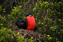 Magnificent frigatebird (Fregata magnificens) male with pouch inflated on nest, Galapagos.