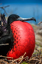 Magnificent frigatebird (Fregata magnificens) male with pouch inflated. Galapagos.