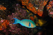 Blue-barred parrotfish (Scarus ghobban) swimming near rocks, Galapagos.