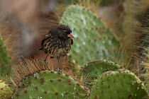 Sharp-beaked ground finch (Geospiza difficilis) on Opuntia cactus. Galapagos. Endemic.