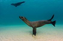 Galapagos sealion (Zalophus wollebaeki) underwater near sand seabed, Galapagos.