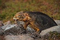 Galapagos land iguana (Conolophus subcristatus) feeding , South Plaza Island. Galapagos. Endemic.