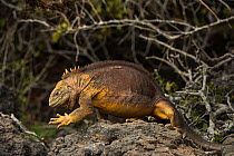 Galapagos land iguana (Conolophus subcristatus) walking, South Plaza Island, Galapagos. Endemic.