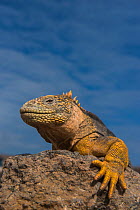 Galapagos land iguana (Conolophus subcristatus) portrait, South Plaza Island, Galapagos. Endemic.
