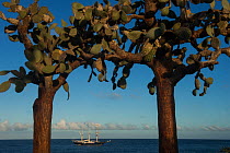 Opuntia cactus (Opuntia echios var.  barringtonensis) and yacht in the background, Santa Fe Island. Galapagos.