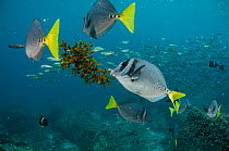 Yellowtailed surgeonfish (Prionurus laticlavus) small group, Galapagos.
