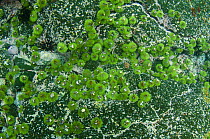 Galapagos green sea urchin (Lytechinus semituberculatus) Galapagos. Endemic.