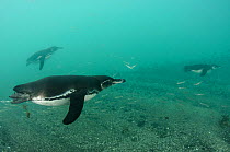 Galapagos penguins (Spheniscus mendiculus) swimming, Galapagos. Endemic species.