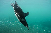 Galapagos Penguin (Spheniscus mendiculus) diving through shoal of fish, Galapagos. Endemic.
