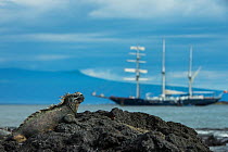Marine iguana (Amblyrhynchus cristatus) on coast, with yacht Mary Anne. Fernandina Island. Galapagos, Endemic Species.