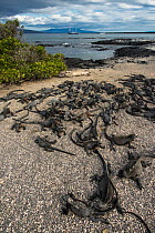 Marine iguana (Amblyrhynchus cristatus) group on beach, Fernandina Island. Galapagos, Endemic Species.