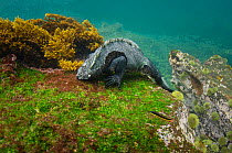 Marine iguana (Amblyrhynchus cristatus) feeding on algae underwater. Fernandina Island. Galapagos, Endemic Species.