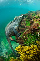 Marine iguana (Amblyrhynchus cristatus) underwater. Fernandina Island. Galapagos, Endemic Species.