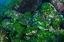 Flag cabrilla (Epinephelus labriformis) swimming near algae covered rocks, Galapagos.