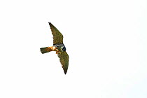 Hobby (Falco subbuteo) in flight against white background, Suffolk, England, UK, May.