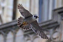 Peregrine (Falco peregrinus) in flight, in front of Norwich Cathedral, Norfolk, England, June.