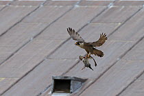 Peregrine falcon (Falco peregrinus) in flight with prey, Norwich Cathedral, Norfolk, England, Great Britain, UK, June.