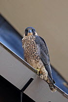 Peregrine falcon (Falco peregrinus) perched, Norwich Cathedral, Norfolk, England, Great Britain, UK, June.