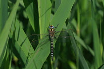 Hairy hawker dragonfly (Brachytron pratense) Norfolk, England, UK, June.
