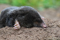 Common Mole (Talpa europaea) dead, Norfolk, England, UK June.