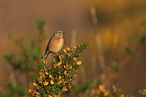 Linnet (Carduelis cannabina) perched on gorse, Suffolk, England, UK, April.