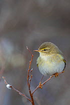 Willow warbler (Phylloscopus trochilus) perched on a branch, Dovrefjell National Park, Norway, June.