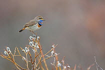 Male Bluethroat (Luscinia svecica) perched on a branch, singing, Oppland, Norway, June.