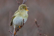 Willow warbler (Phylloscopus trochilus) perched on a branch, singing, Dovrefjell National Park, Norway, June.