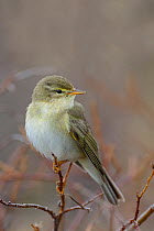 Willow warbler (Phylloscopus trochilus) perched on a branch, Dovrefjell National Park, Norway, June.