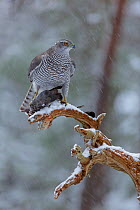 Female Northern goshawk (Accipiter gentilis) perched on a branch in falling snow, with Wood pigeon (Columba palumbus) prey, Norway, January.