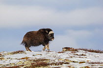 Juvenile Muskox (Ovibos moschatus) playing in snow, Dovrefjell National Park, Norway, October.