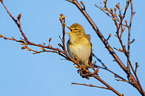 Willow warbler (Phylloscopus trochilus) perched on branch, singing, Dovrefjell National Park, Norway, June.