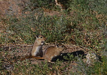 Mongolian gerbils (Meriones unguiculatus) in its natural habitat,  the Northern Gobi Desert, Mongolia, August. This species is commonly kept as a pet.