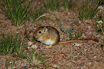 Mongolian gerbil (Meriones unguiculatus) in its natural habitat,  the Northern Gobi Desert, Mongolia, August. This species is commonly kept as a pet.