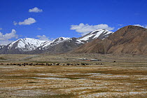 Desert landscape with cattle, road and old frontier post  in Pamir's Plateau, 4000 m,  Pamir Mountains, Tajikistan. June 2014.