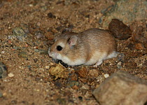 Roborovski hamster (Phodopus roborovskii) in its natural habitat, Northern Gobi, Mongolia. August. This species is commonly kept as pets.