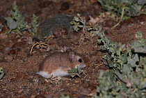 Roborovski hamster (Phodopus roborovskii) in its natural habitat, Northern Gobi, Mongolia. August. This species is commonly kept as pets.