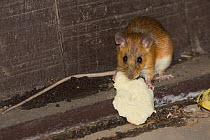 Tenasserim white-bellied rat (Niniventer tenaster) feeding on bread inside hut, Thailand.
