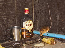 Tenasserim white-bellied rat (Niniventer tenaster)  inside hut with ants, Thailand.