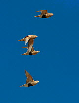 Pallas's sandgrouse (Syrrhaptes paradoxus) group of four flying against blue sky, Gobi Desert, Mongolia, August.
