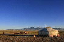 Yurt and camel herders in the Gobi Desert, with the Altai range in the background, Mongolia, August 2013.