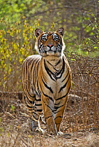 Bengal tiger (Panthera tigris tigris) stalking deer, and craning neck, Ranthambore, India.