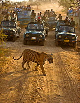 Bengal tiger (Panthera tigris tigris) with tourists watching from cars, Ranthambore, India