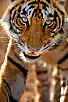 Bengal tiger (Panthera tigris tigris) portrait, whilst stalking, Bandhavgarh, India.