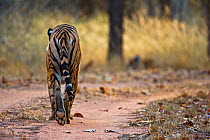 Bengal tiger (Panthera tigris tigris) female walking along track, Bandhavgarh, India.