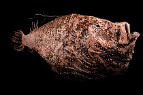 Deep sea angler fish (Ceratias holboelli) specimen, from  Atlantic Ocean near Iceland at a depth of 400m.