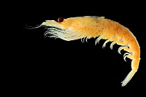 Antarctic krill (Euphausia superba) from deep sea Antarctic Ocean.