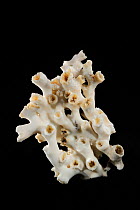 Deepsea  Hard coral (Lophelia pertusa) from Atlantic Ocean, at a depth of 1004-1020m.