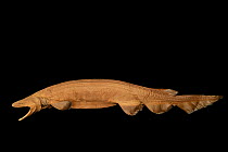 Frilled shark (Chlamydoselachus anguineus) specimen, from Atlantic Ocean, at a depth of 729m.