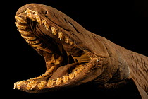 Frilled shark (Chlamydoselachus anguineus) specimen with mouth open, from Atlantic Ocean, at a depth of 729m.